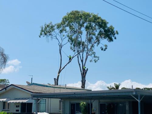 Tree Pruning Redcliffe