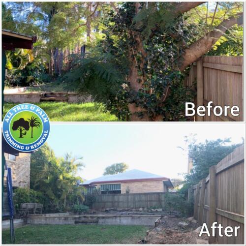 Tree Pruning Redcliffe