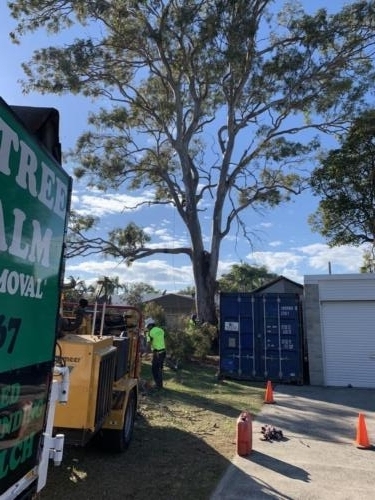 Tree Removal Redcliffe