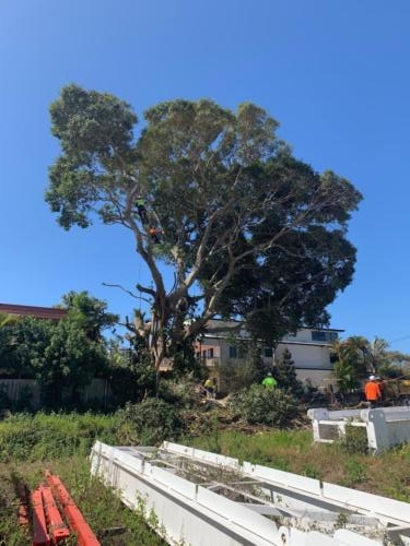 Tree Removal Redcliffe